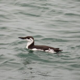 Thumbnail of Guillemot